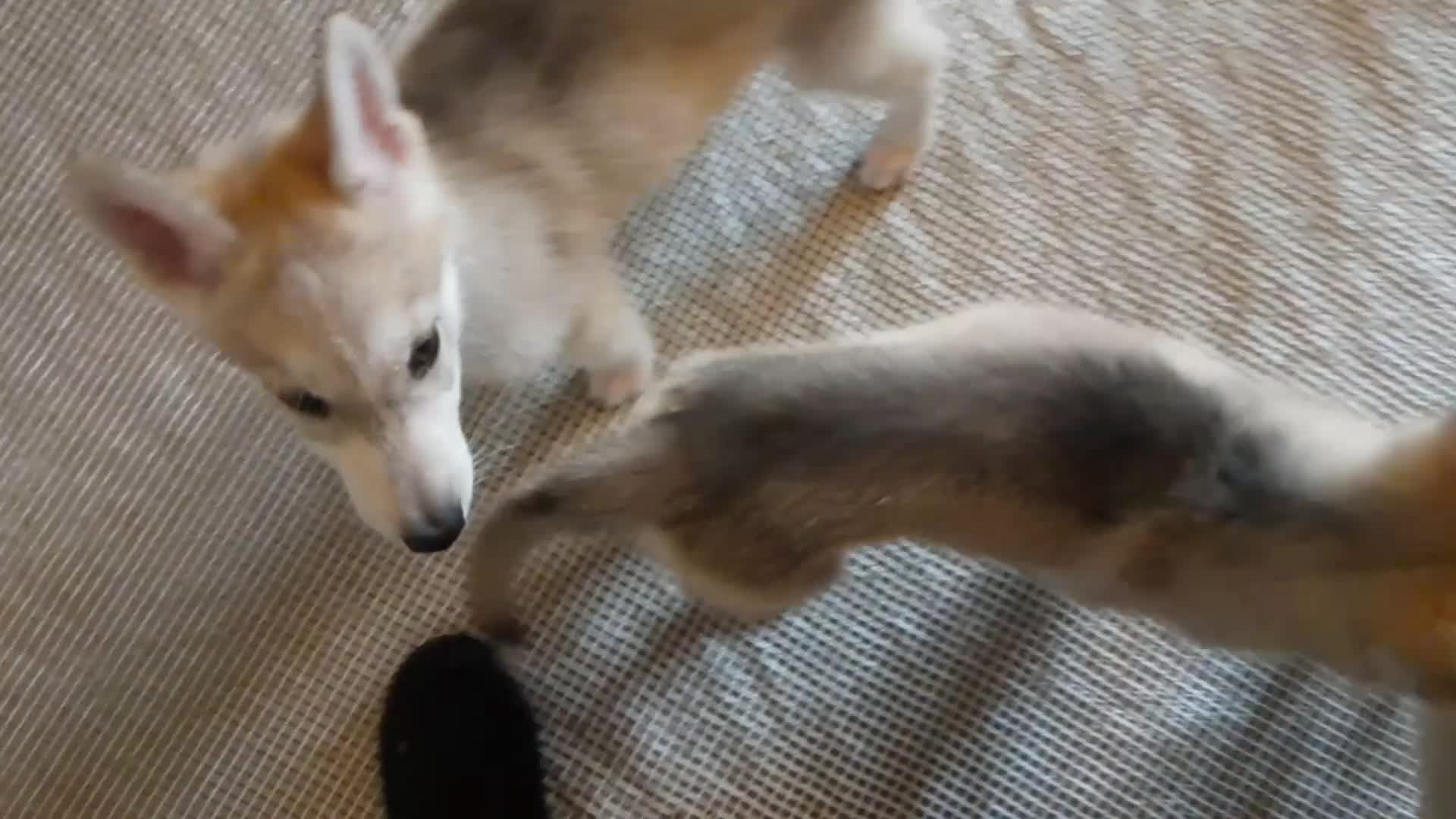 Siberian Husky dogs for sale: Stunning Siberian Husky puppies for sale - Video 1