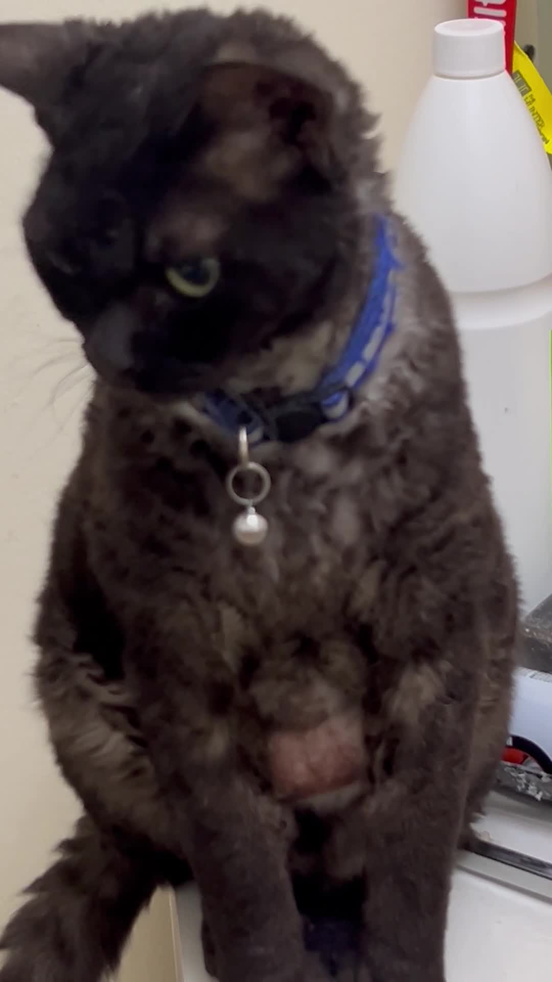 Devon Rex cats for sale: Devon Rex black smoke male 5 years  - Video 3