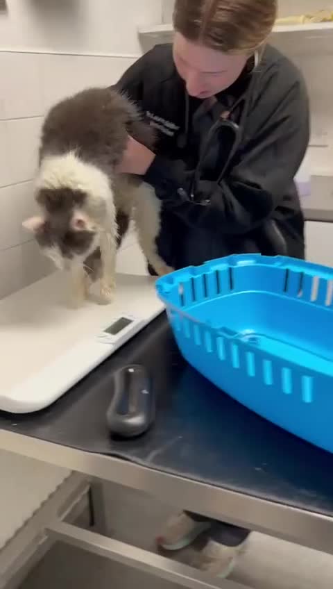 Mixed Breed cats for adoption: Floyd is urgently looking for a home - Video 1