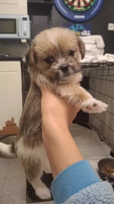 Mixed Breed dogs for sale: Shih tzu cross Jack Russell - Video 2