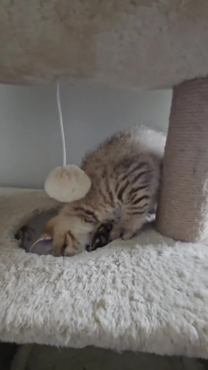 British Shorthair cats for sale: British Shorthair kittens! 2 LEFT!  - Video 1