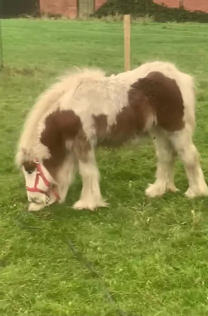 Irish Cob horses for sale: Little colt - Video 2