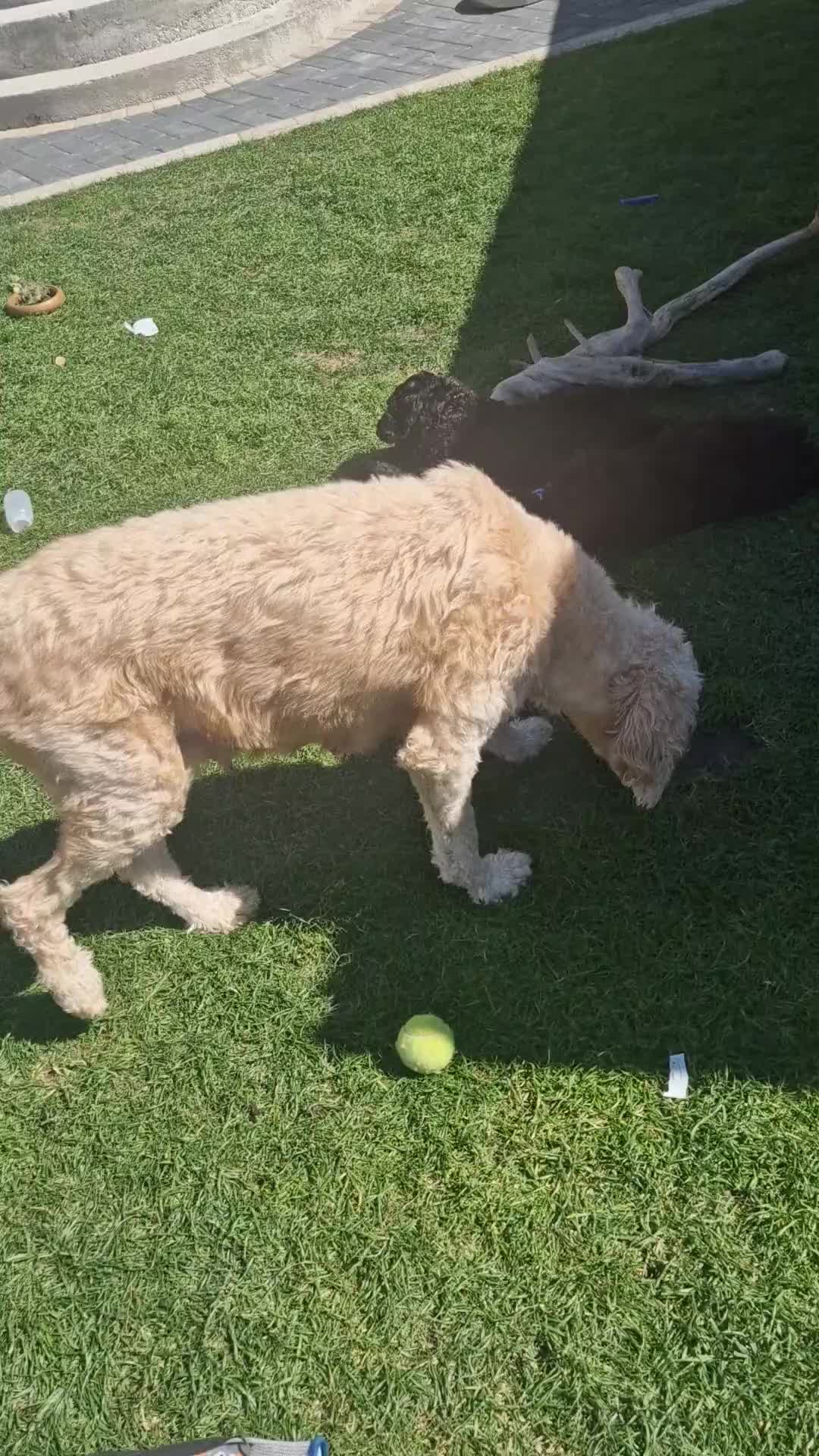 Goldendoodle dogs for sale: F1B Rare black standard Goldendoodle North Wales  - Video 1