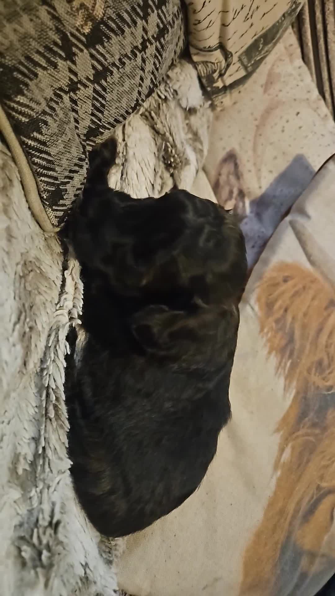 Mixed Breed dogs for sale: Beautiful Stunning Westiepoo Puppies - Video 2