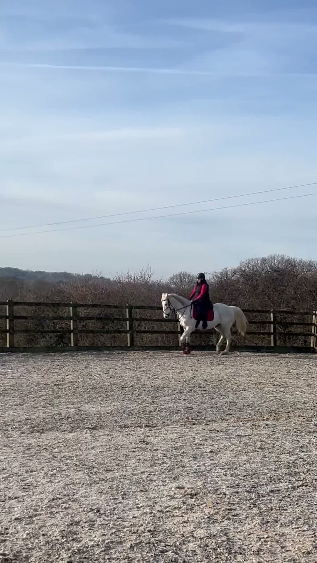Irish Sports horses for sale: Gorgeous handsome all rounder for sale  in Mayfield - Video 3
