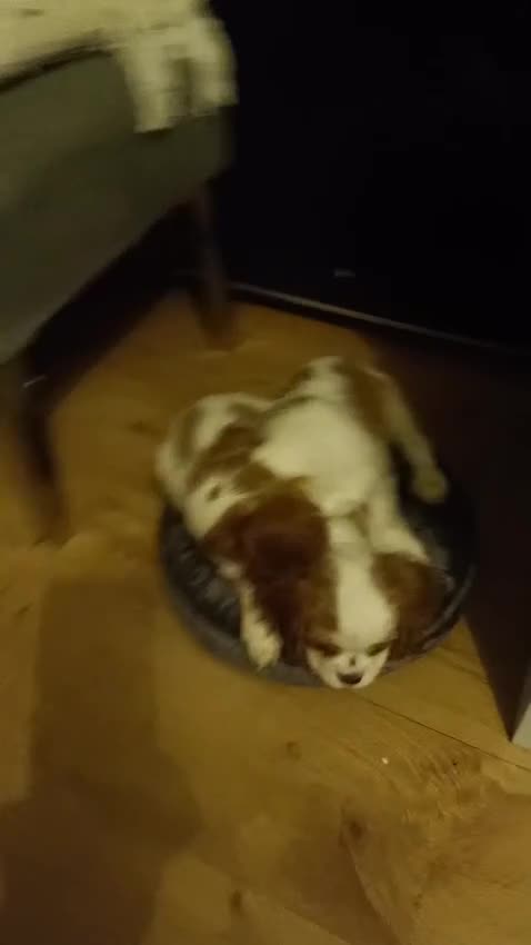 Cavalier King Charles Spaniel dogs for sale: Cavaliers King Charles spaniels - Video 1
