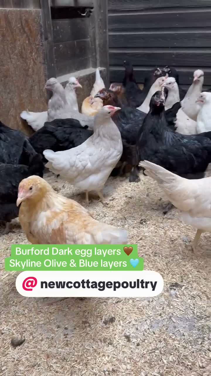 Chickens poultry for sale: Burford dark Brown egg laying hens  - Video 1