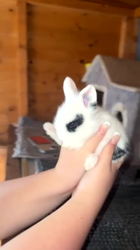 Lionhead rabbits for sale: 5 beautiful lion head ready for new home  - Video 1