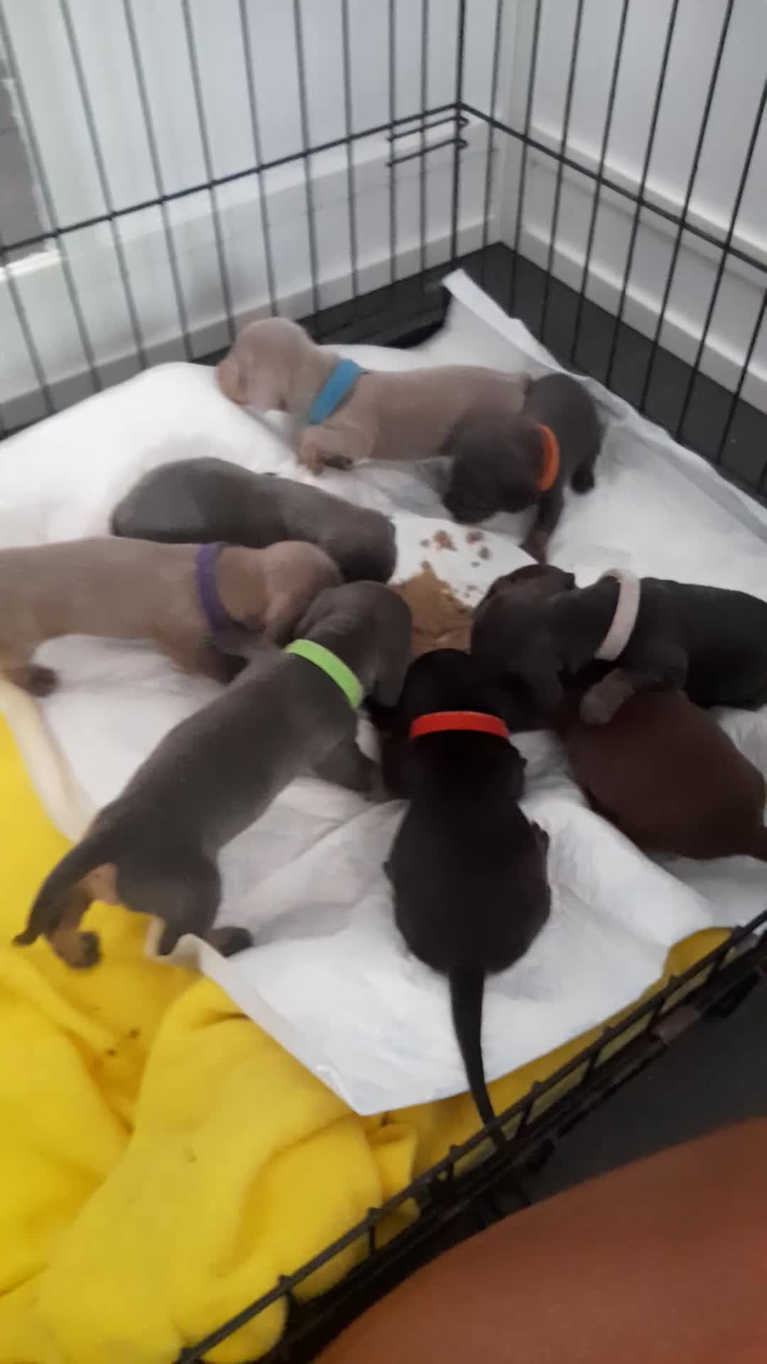 Miniature Dachshund dogs for sale: 4 x miniature dachshund pups left - Video 1
