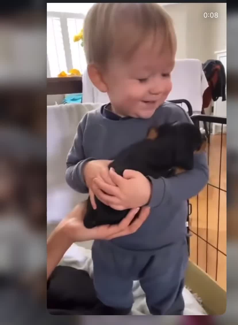 Miniature Dachshund dogs for sale: Stunning Litter of Mniature Dachshund Puppies - Video 2