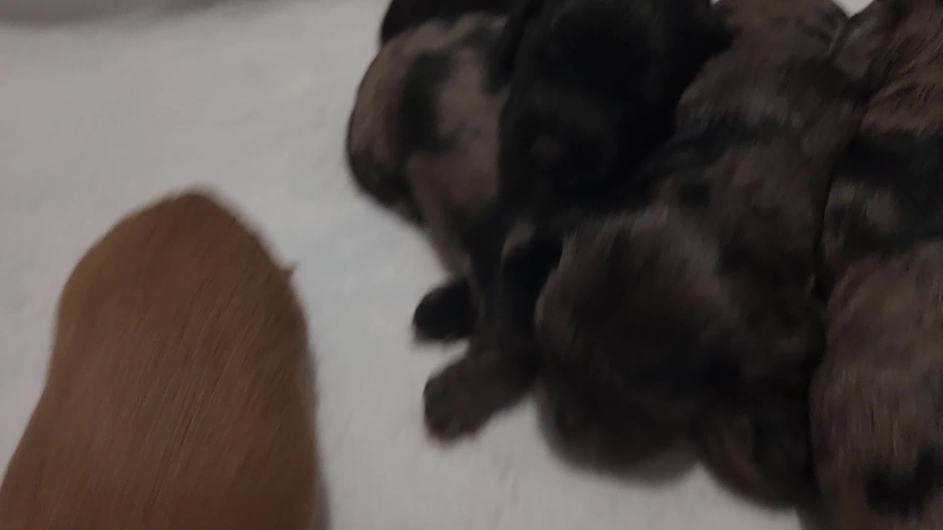 Cocker Spaniel dogs for sale: Cocker spaniel pups!  - Video 1