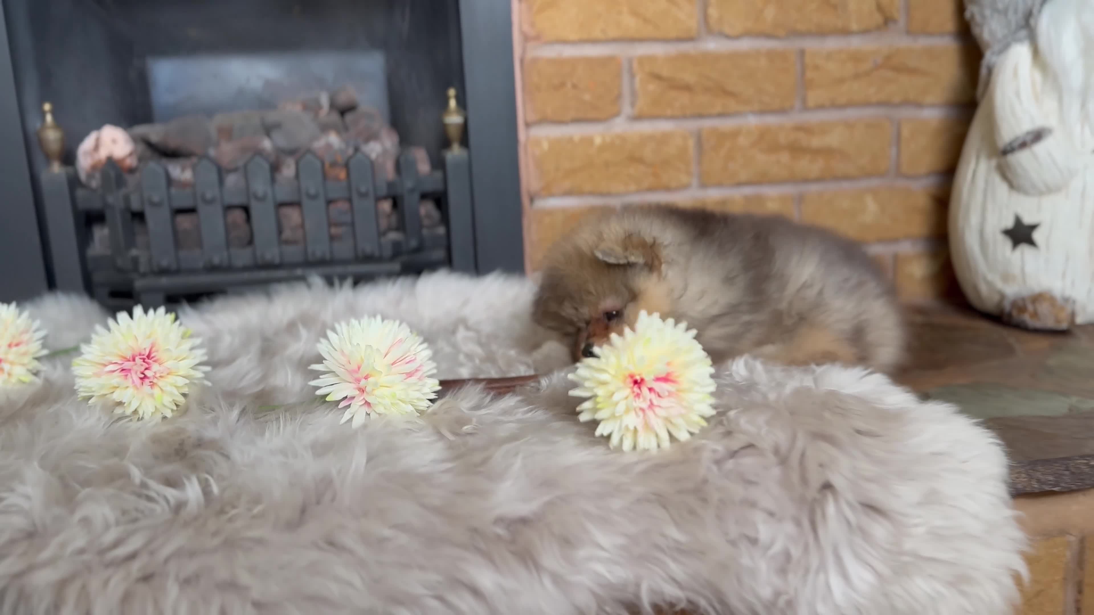 Pomeranian dogs for sale: ✨ Exclusive Teddy Bear Face Pomeranian Puppies ✨ - Video 2
