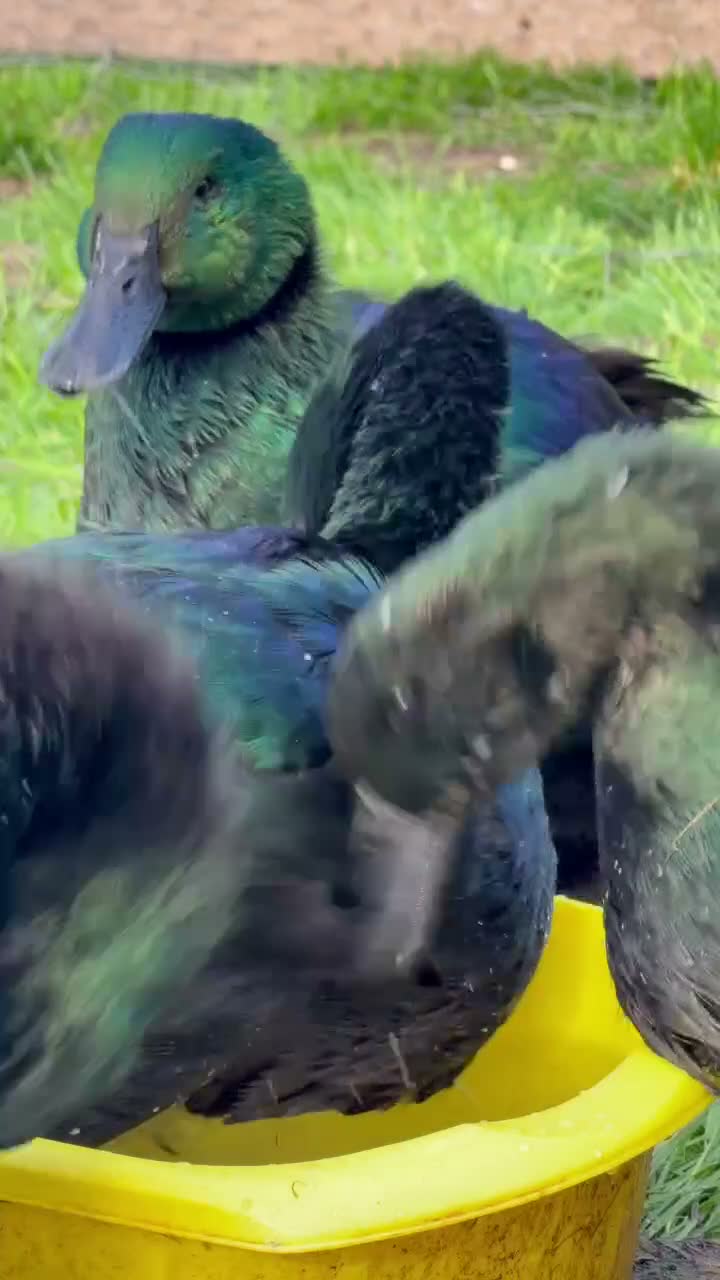 Ducks poultry for sale: Cayuga drakes.  in Frodsham - Video 1