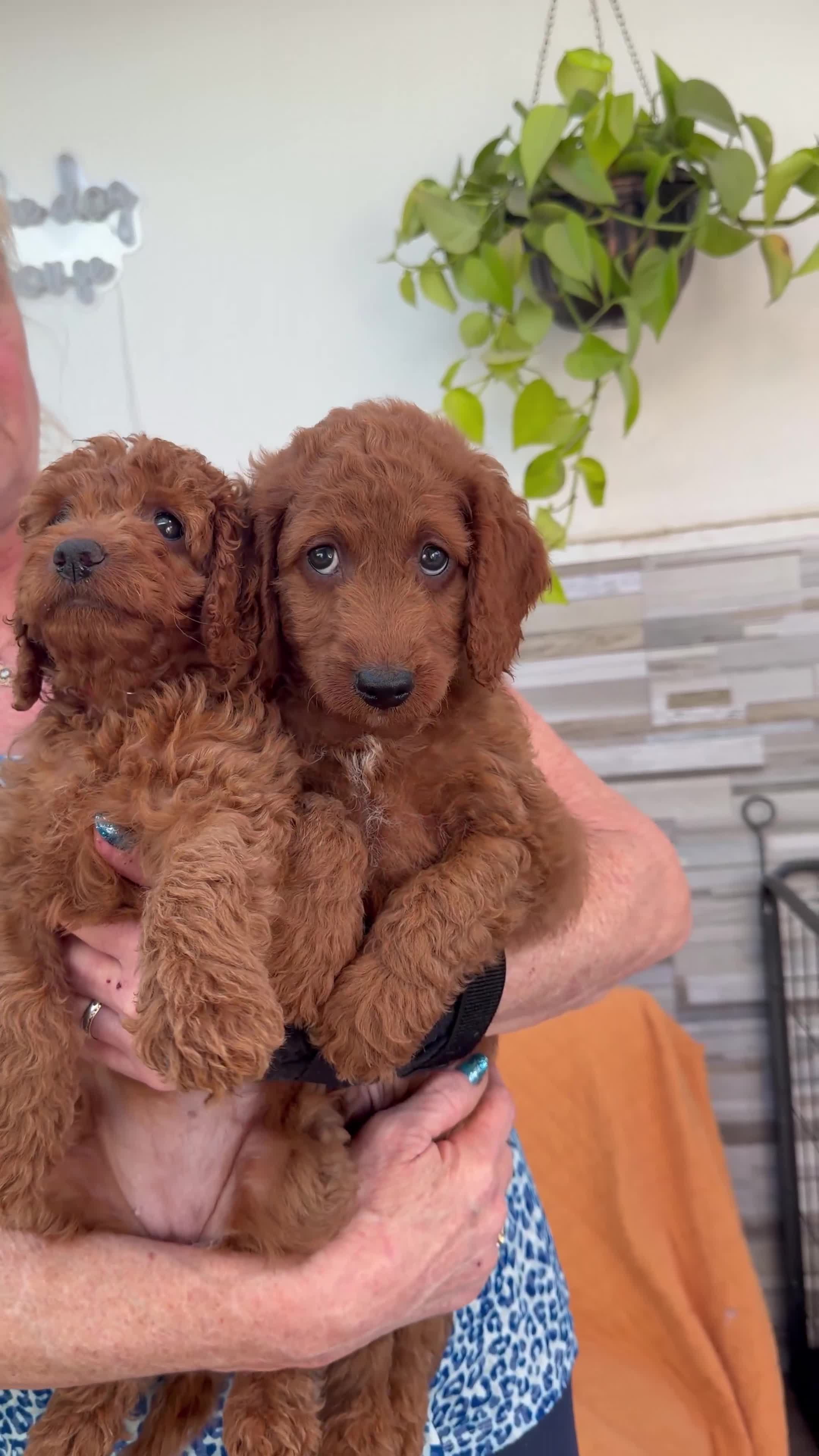 Mini Goldendoodle dogs for sale: Beautiful Miniature Goldendoodles Ready Now - Video 4