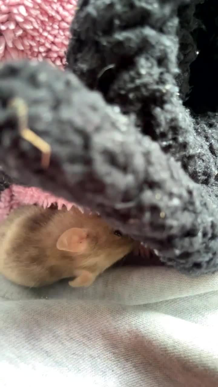 Mouse rodents for sale: Pet mouse and everything you need in Newark - Video 1