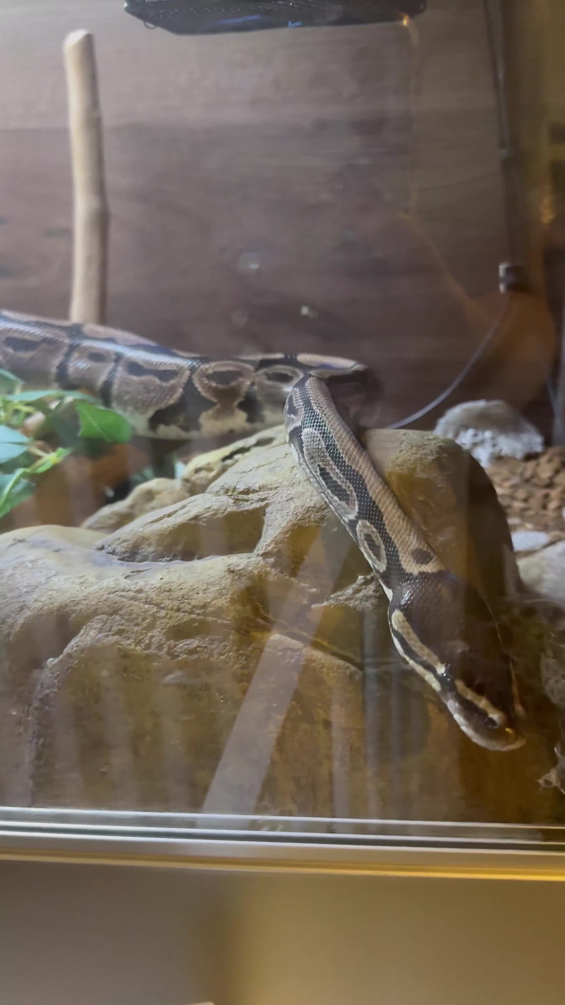 Leopard Gecko reptiles for sale: Leopard Gecko, Ball Python & Western Hognose Snake - Video 1