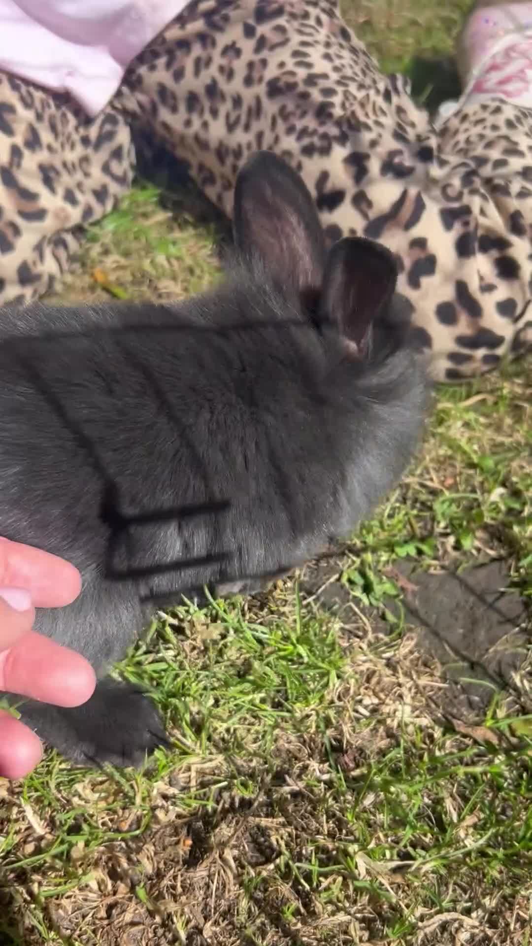 Mixed Breed rabbits for sale: Lionhead cross babys - Video 1