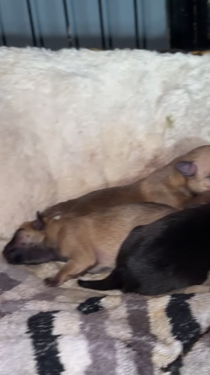 Pomchi dogs for sale: Pomchi Male pup  in Bourne - Video 1