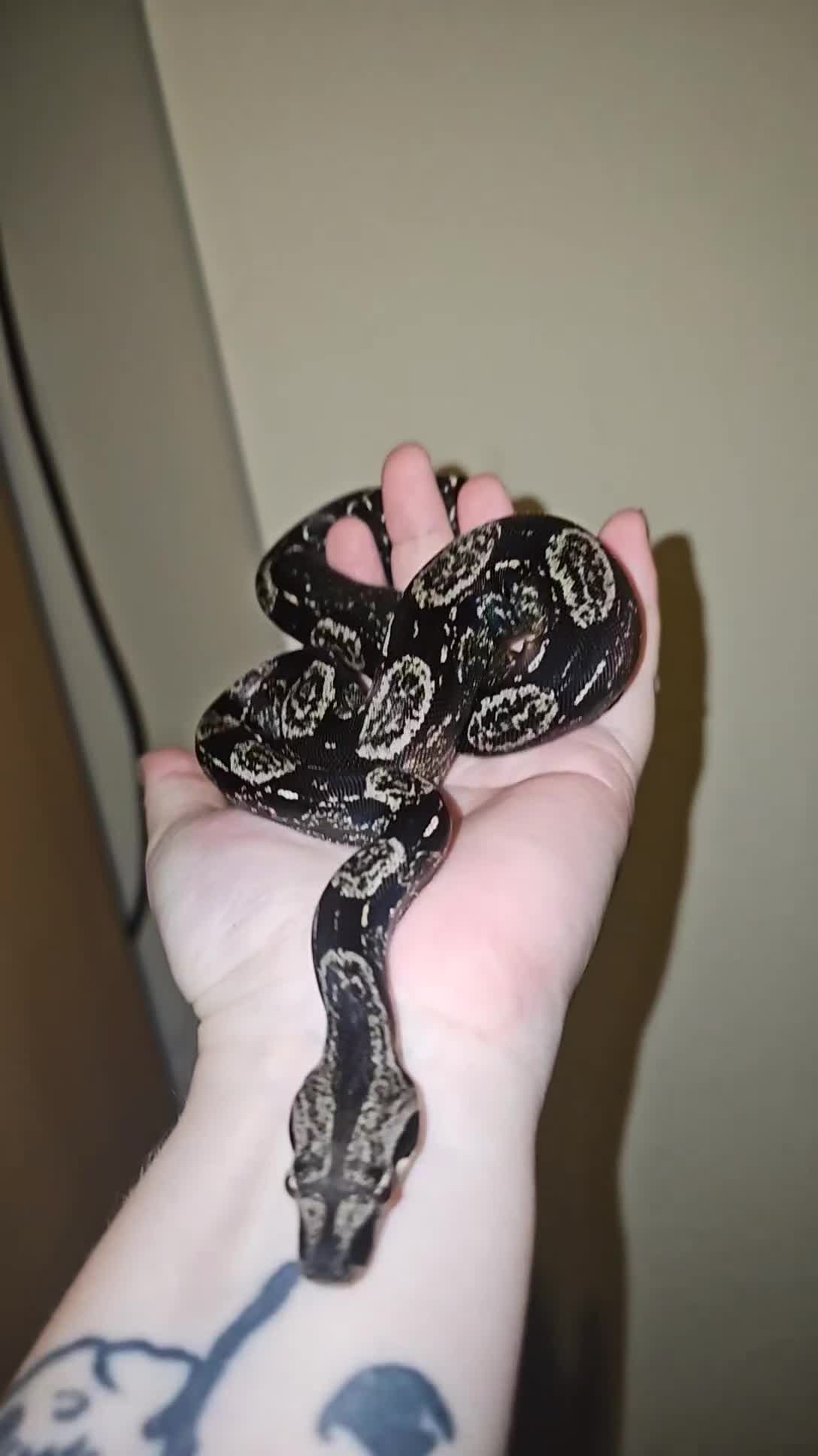 Snake reptiles for sale: Female IMG boa constrictor - Video 1