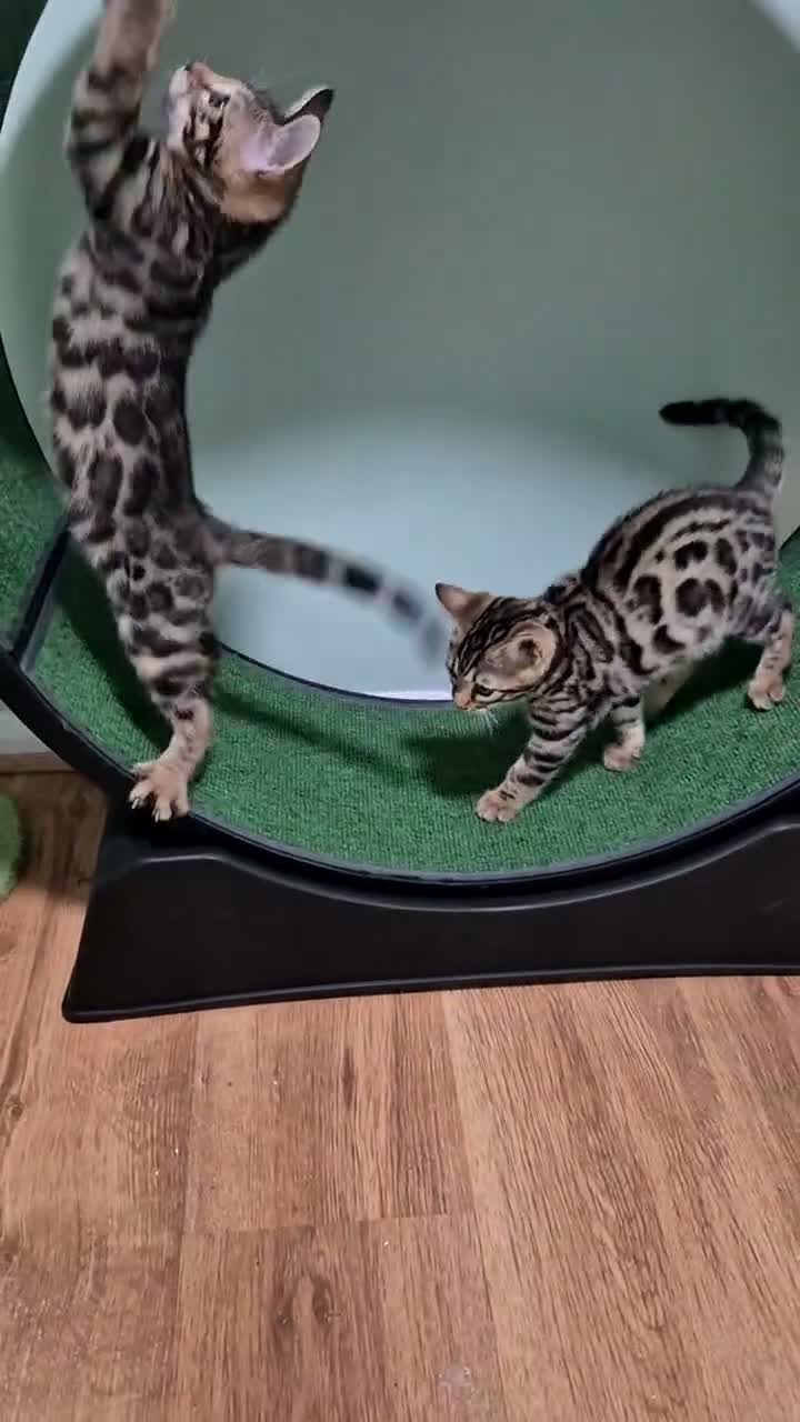 Bengal cats for sale: Brown Charcoal Bengals – Girl & Boy – Reserve🥰 - Video 3