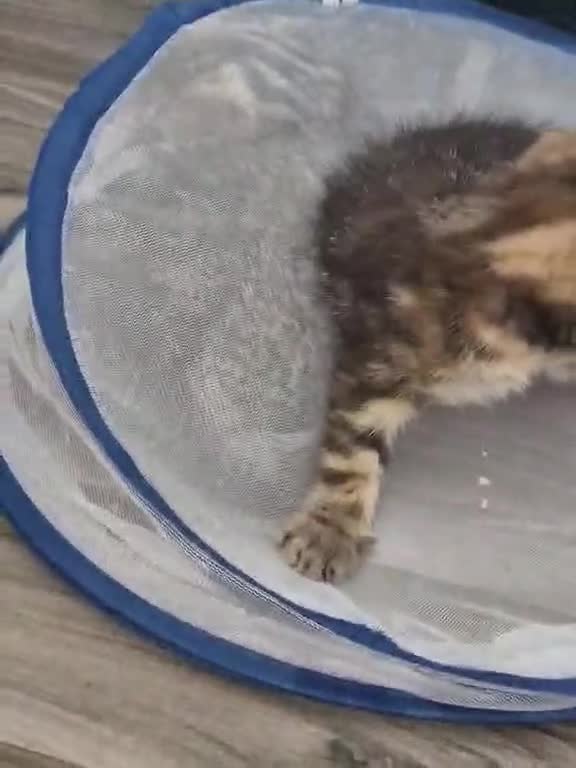 Mixed Breed cats for sale: Beautiful kittens to be homed  in Blackburn - Video 1