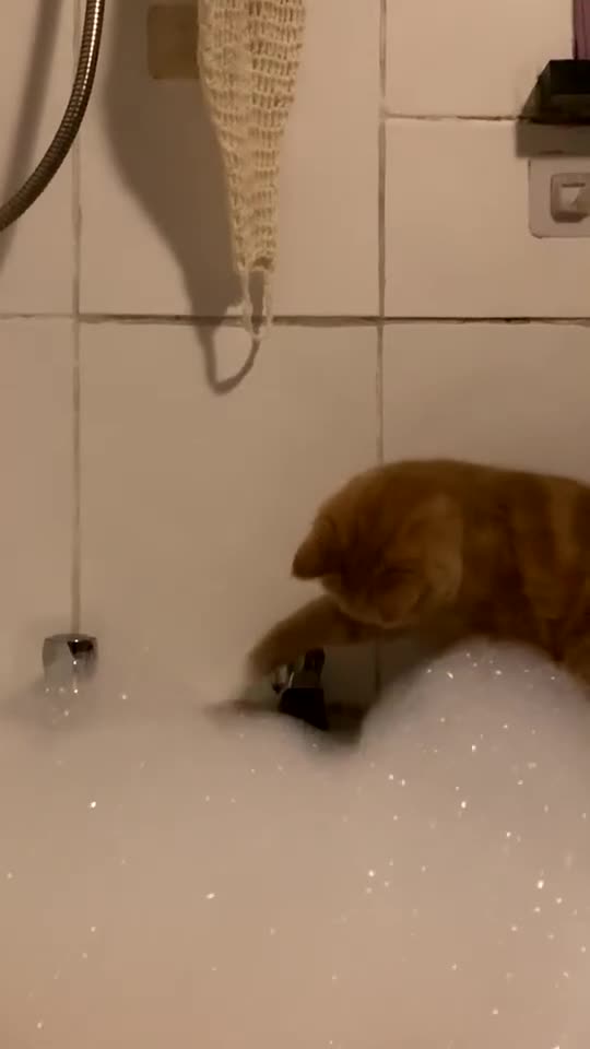 British Shorthair cats for sale: Sushi, chopstick - Video 1