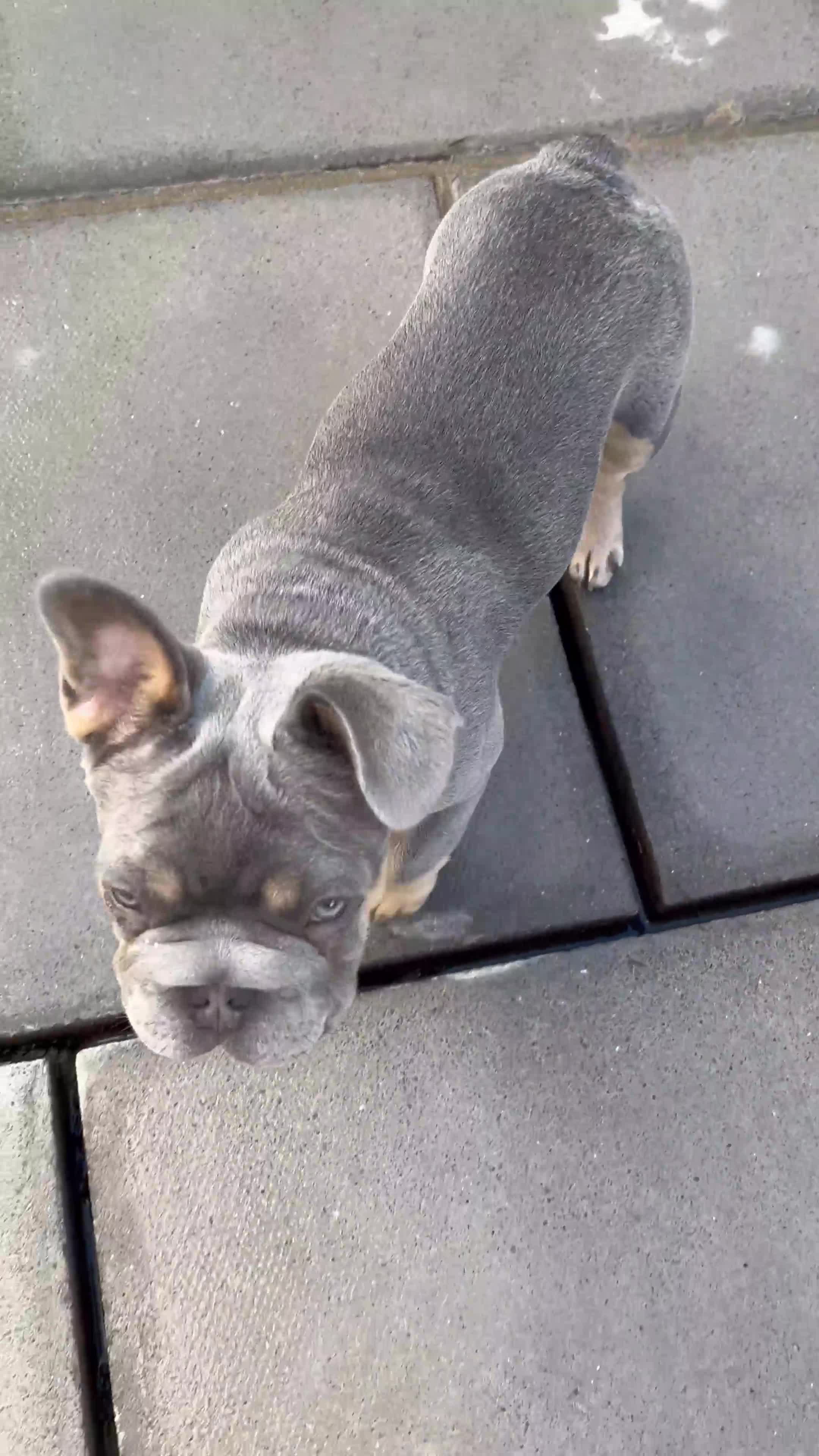 French Bulldog dogs for sale: Beautiful French bulls  - Video 2