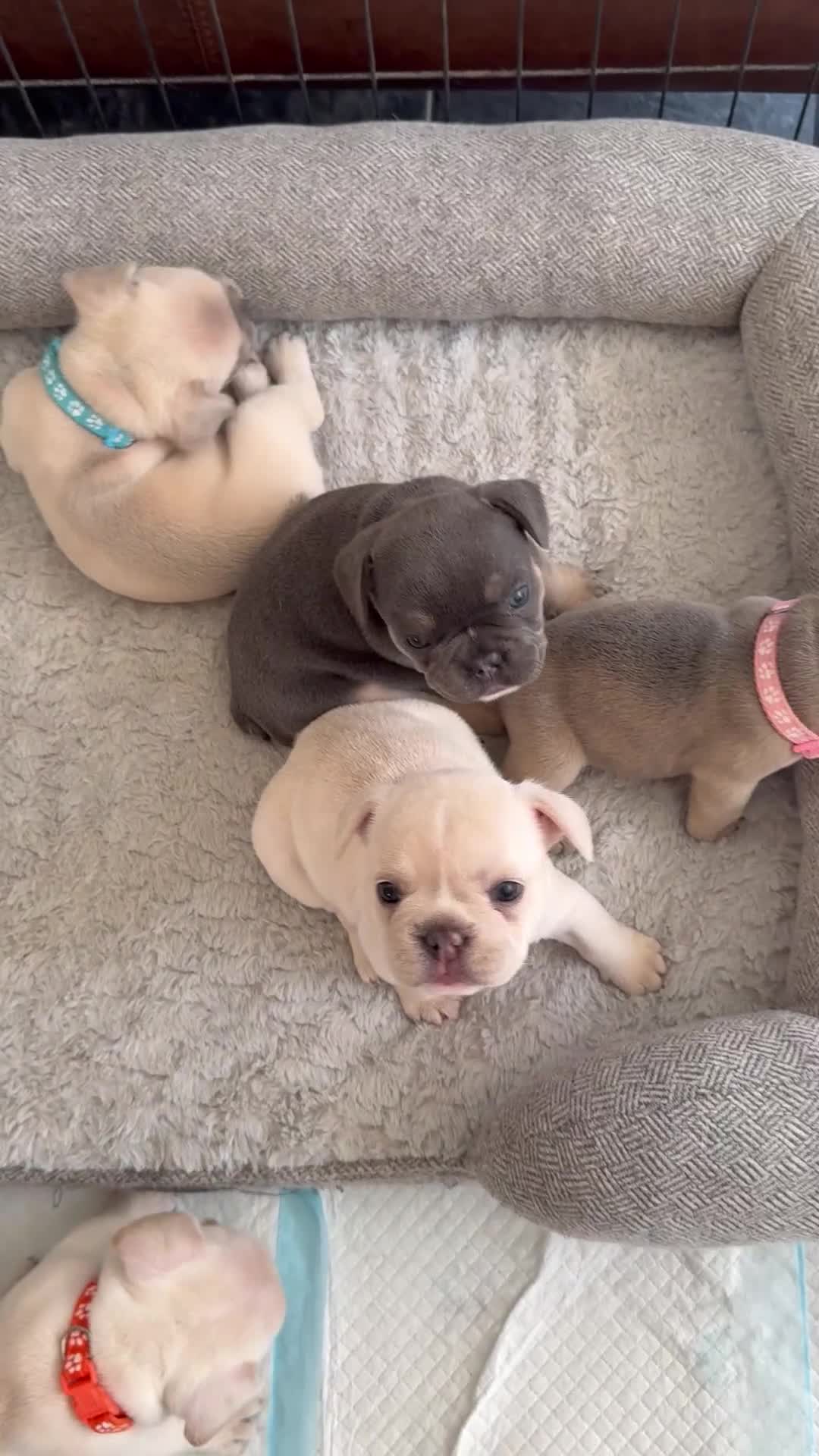French Bulldog dogs for sale:  French bulldogs looking for their forever home in Lincoln - Video 1