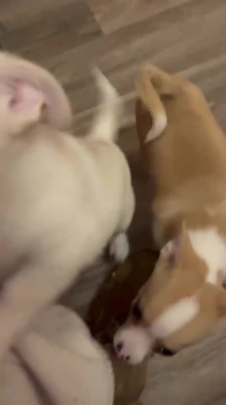 Chihuahua dogs for sale: Two male chihuahuas  - Video 1