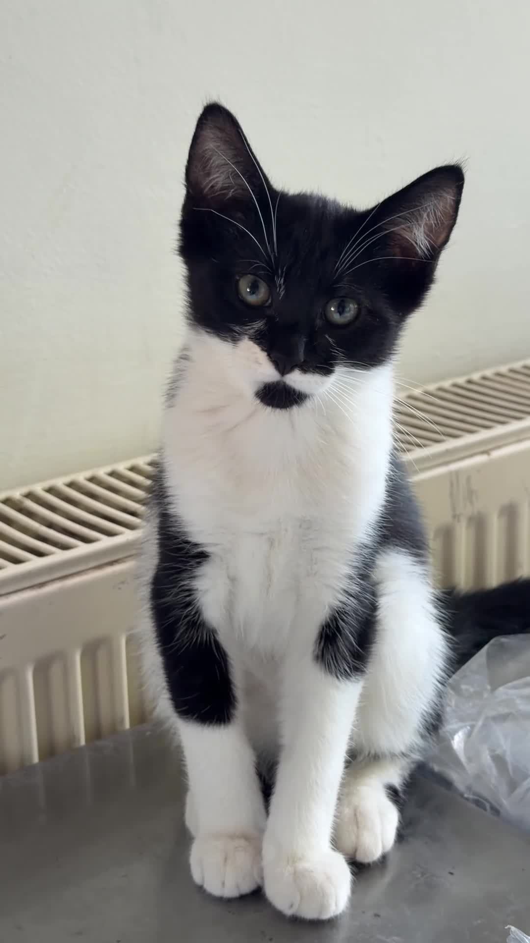 Mixed Breed cats for sale: Gorgeous half ragdoll boy - Video 1