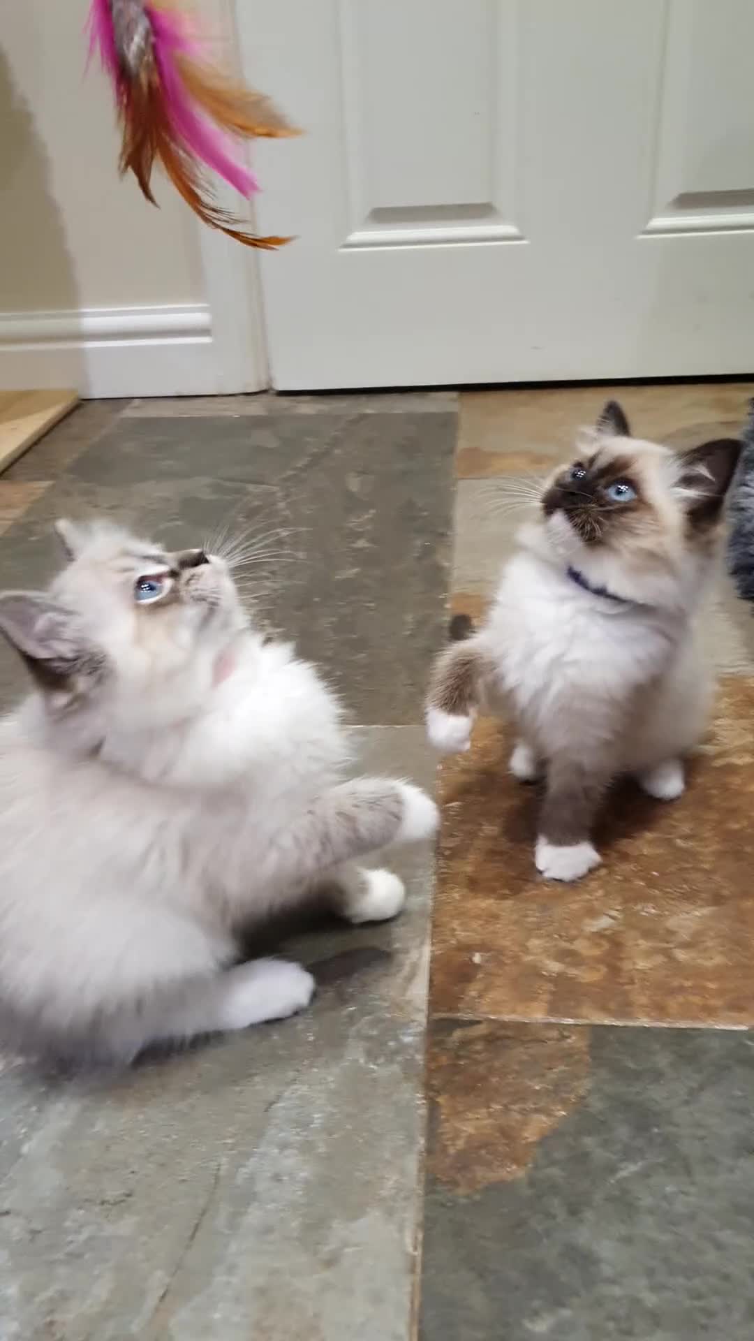 Ragdoll cats for sale: Stunning GCCF Registered Ragdoll Kittens. - Video 3