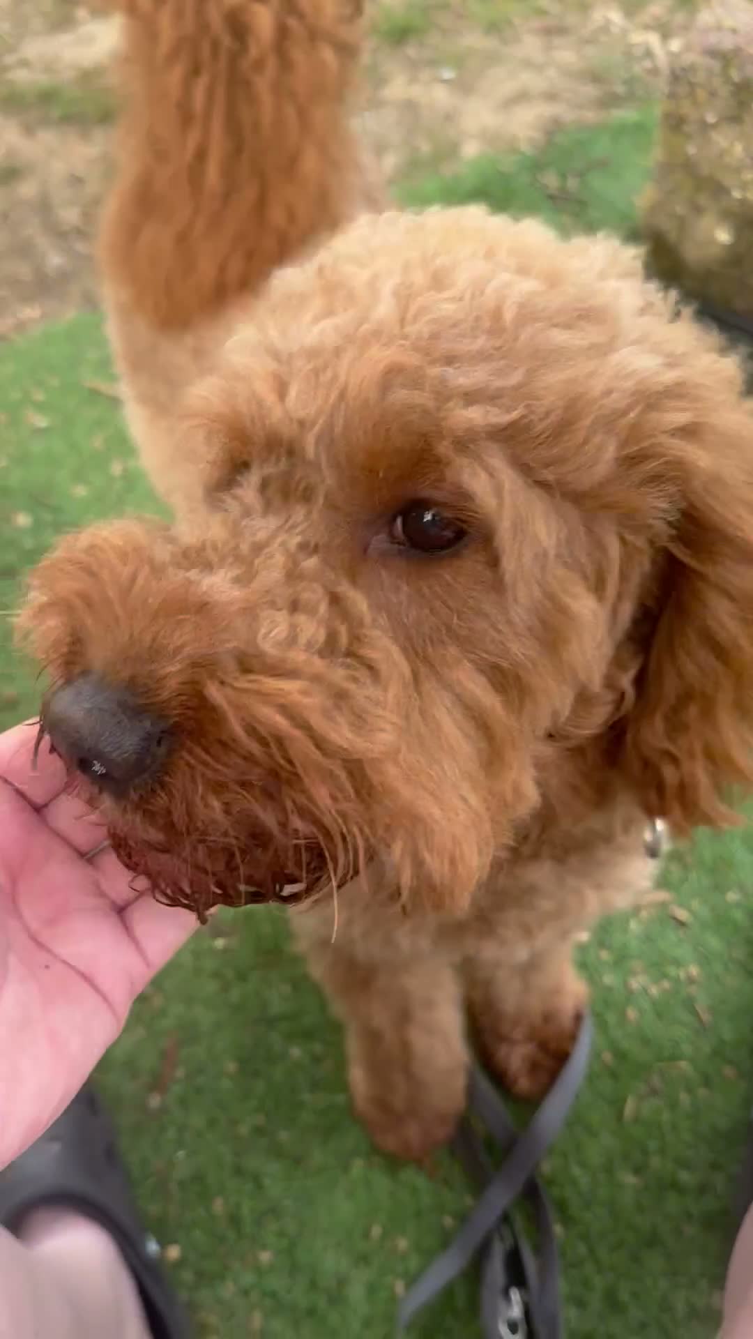 Mini Goldendoodle dogs for sale: Lovely male mini golden-doodle for rehoming! - Video 2