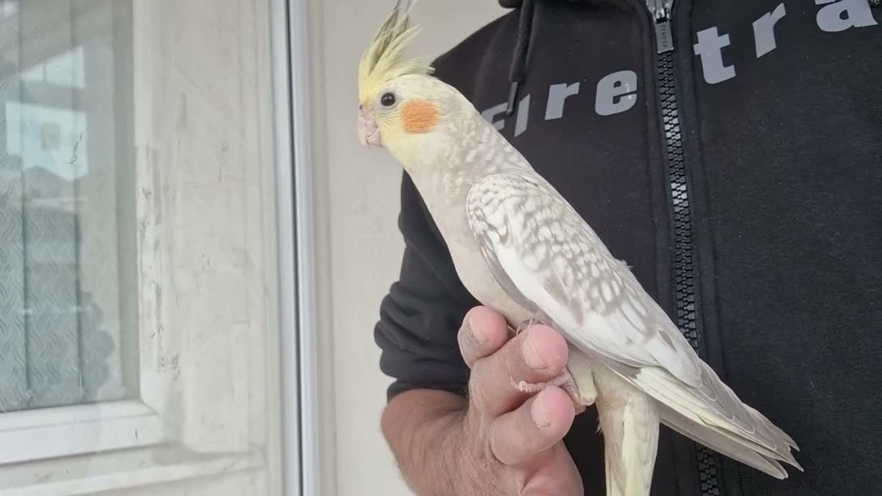 Cockatiels birds for sale: Super Tamed baby Cockatiel for sale - Video 4