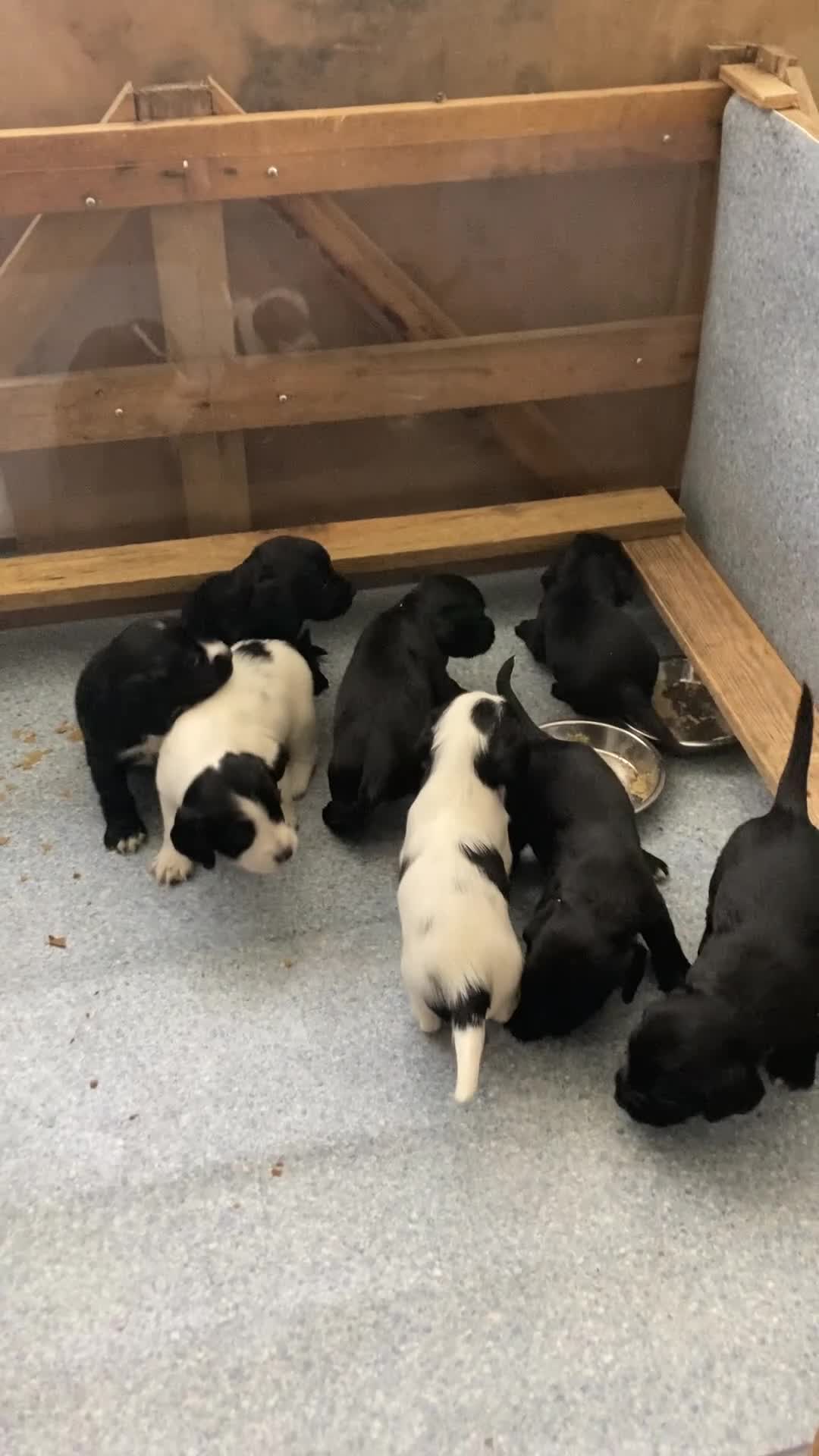 Sprocker dogs for sale: 8 beautiful healthy friendly little Sprocker pups - Video 3