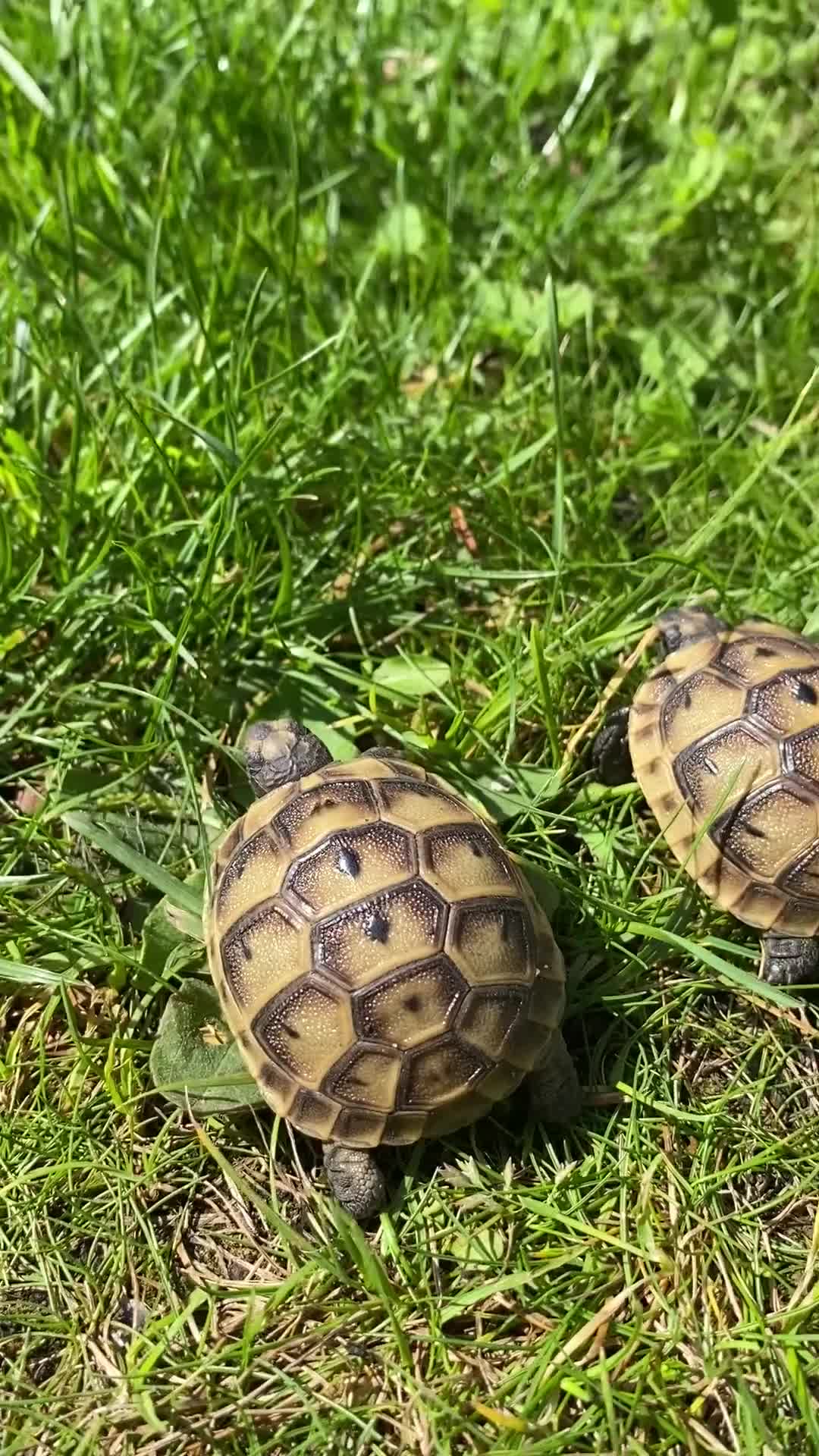 Tortoise reptiles for sale: Mediterranean Spurthigh tortoise hatchlings - Video 1