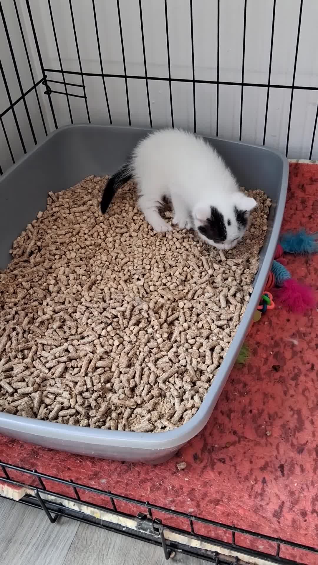 Ragdoll cats for sale: 4 kittens available – reserve yours now - Video 1