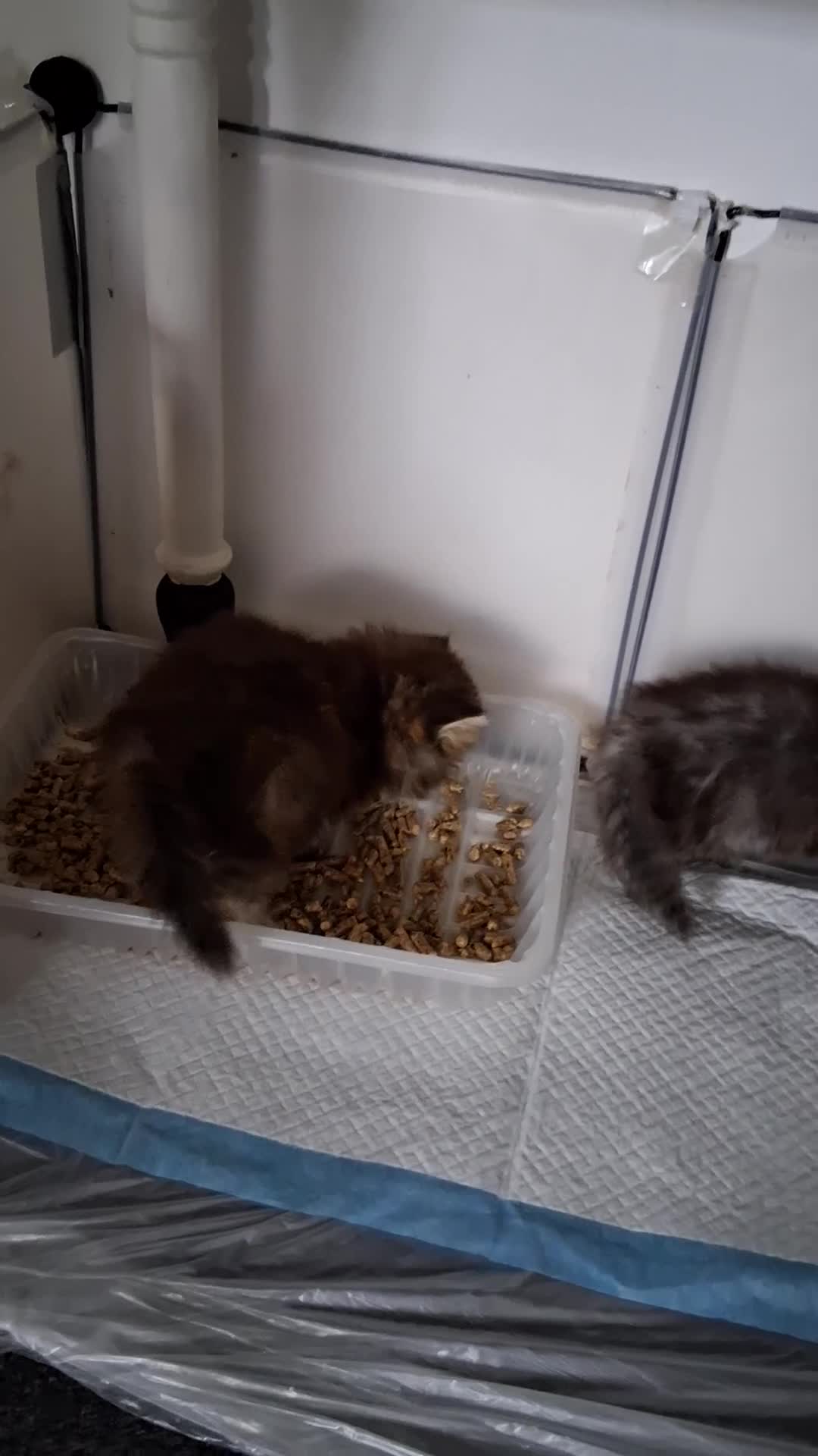 Persian cats for sale: Adorable pure Persian  - Video 4