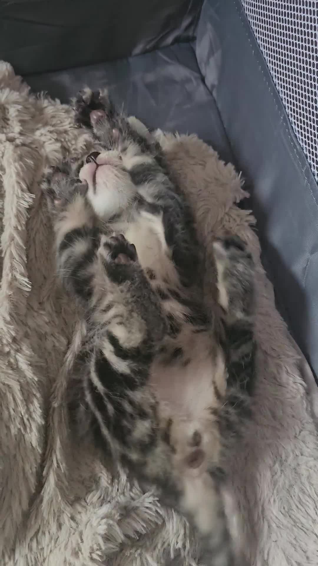 Mixed Breed cats for sale: Beautiful fluffy kittens  in Newport - Video 2