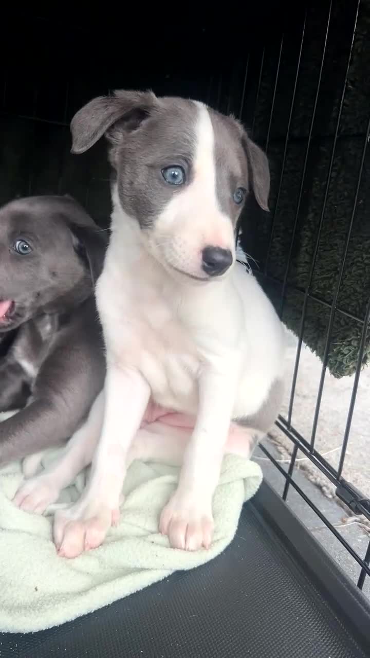 Whippet dogs for sale: Stunning kc whippet puppy’s  - Video 2