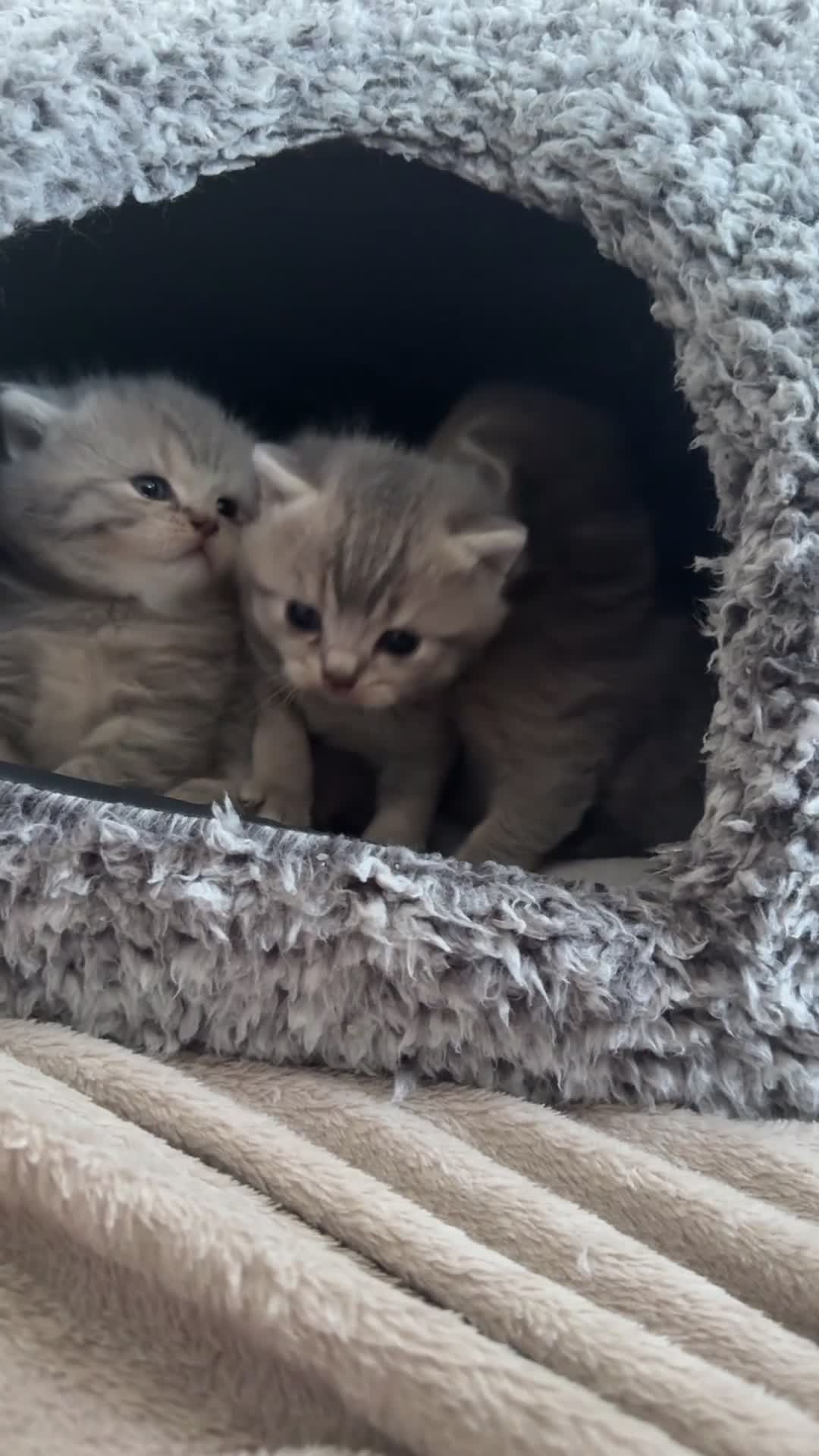 British Shorthair cats for sale: Pure Pedigree British Shorthair Kittens - Video 1