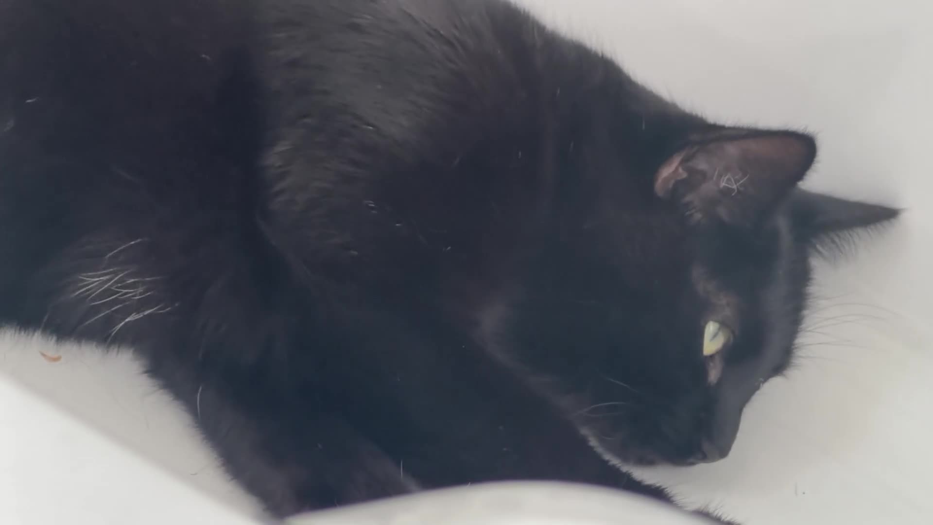Bombay cats for sale: PUMPKIN. Black cat  - Video 1