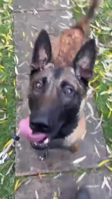 Belgian Shepherd Dog dogs for sale: Duke!! - Video 3