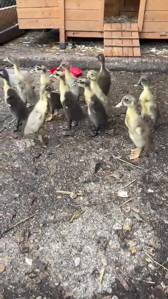 Ducks poultry for sale: Indian runner ducks for sale  in Liss - Video 1