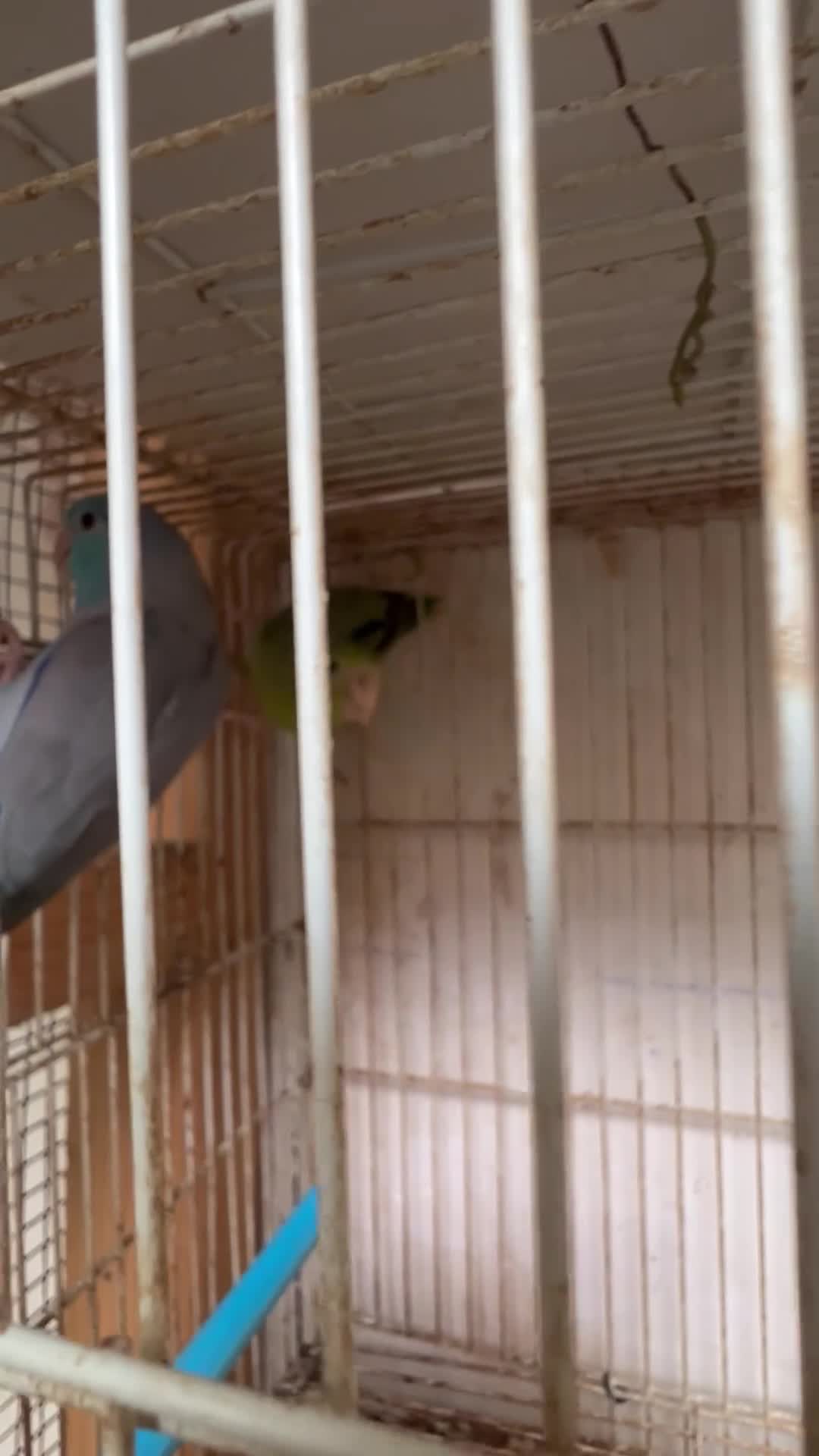 Mixed Breed birds for sale: Tame cocktails and breeding pair clearance  - Video 4