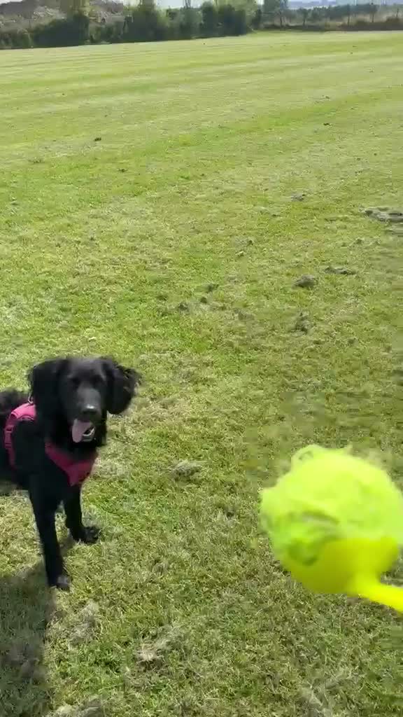 Mixed Breed dogs for sale: Willow 🖤  - Video 1
