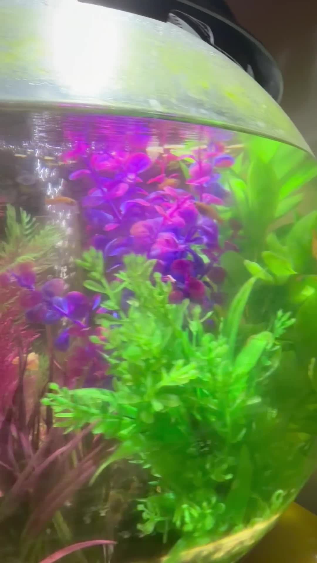 Platies fish for sale: Platie Babies 🐟  - Video 2
