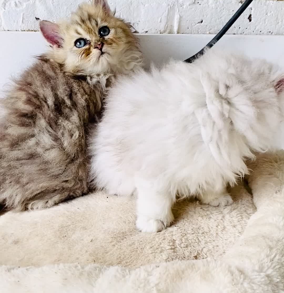 Persian cats for sale: Persian Pedigree Pkd/FELV Clear kittens - Video 2