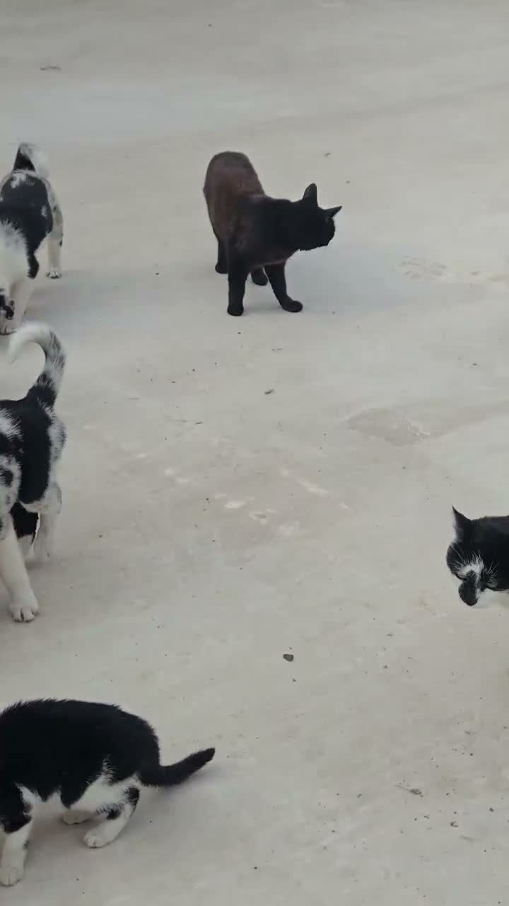 Border Collie dogs for sale: 8 Absolutely stunning Puppies Looking for new home in Montgomery - Video 5