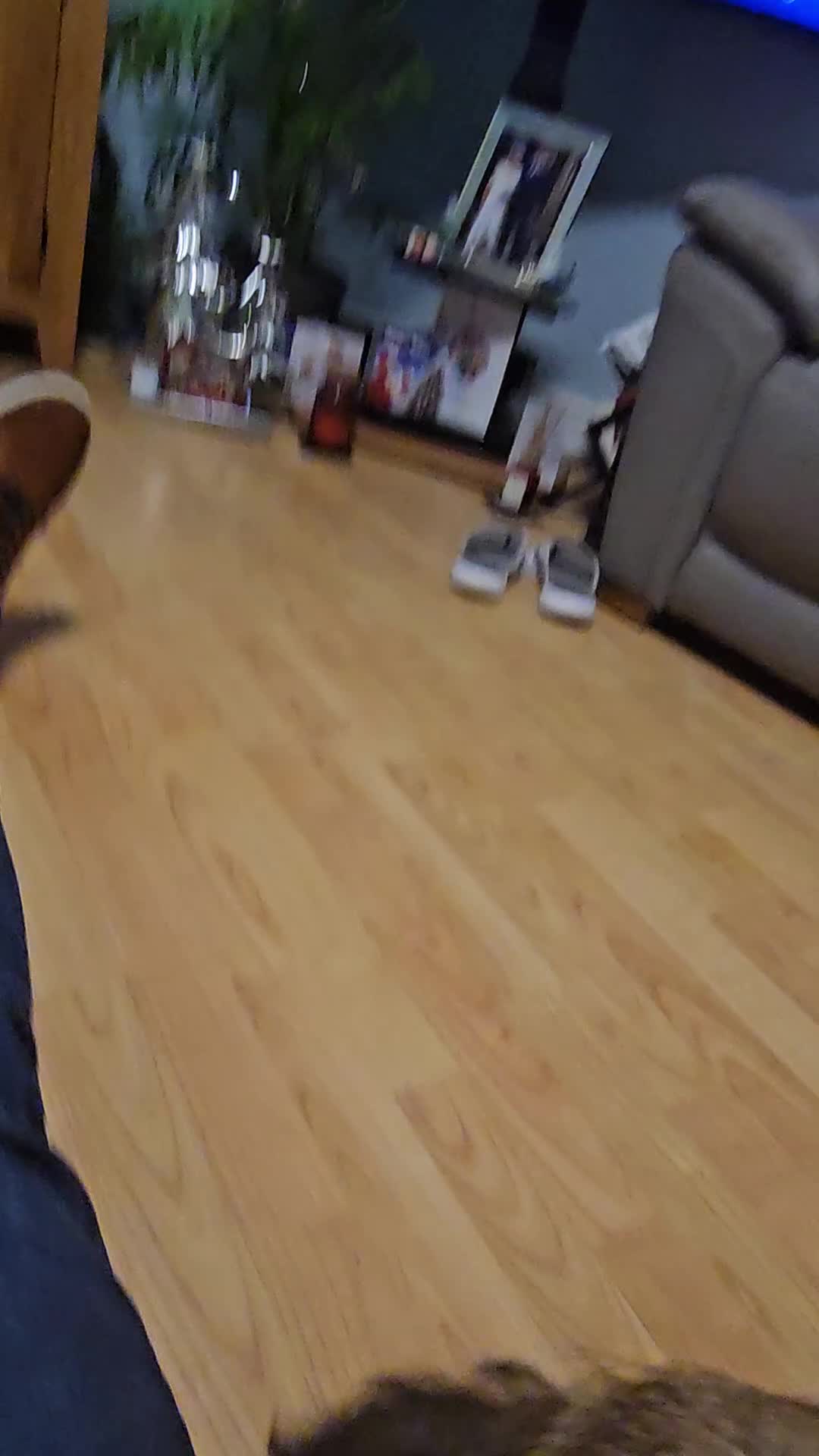 Border Terrier dogs for sale: Kc border terrier  - Video 2