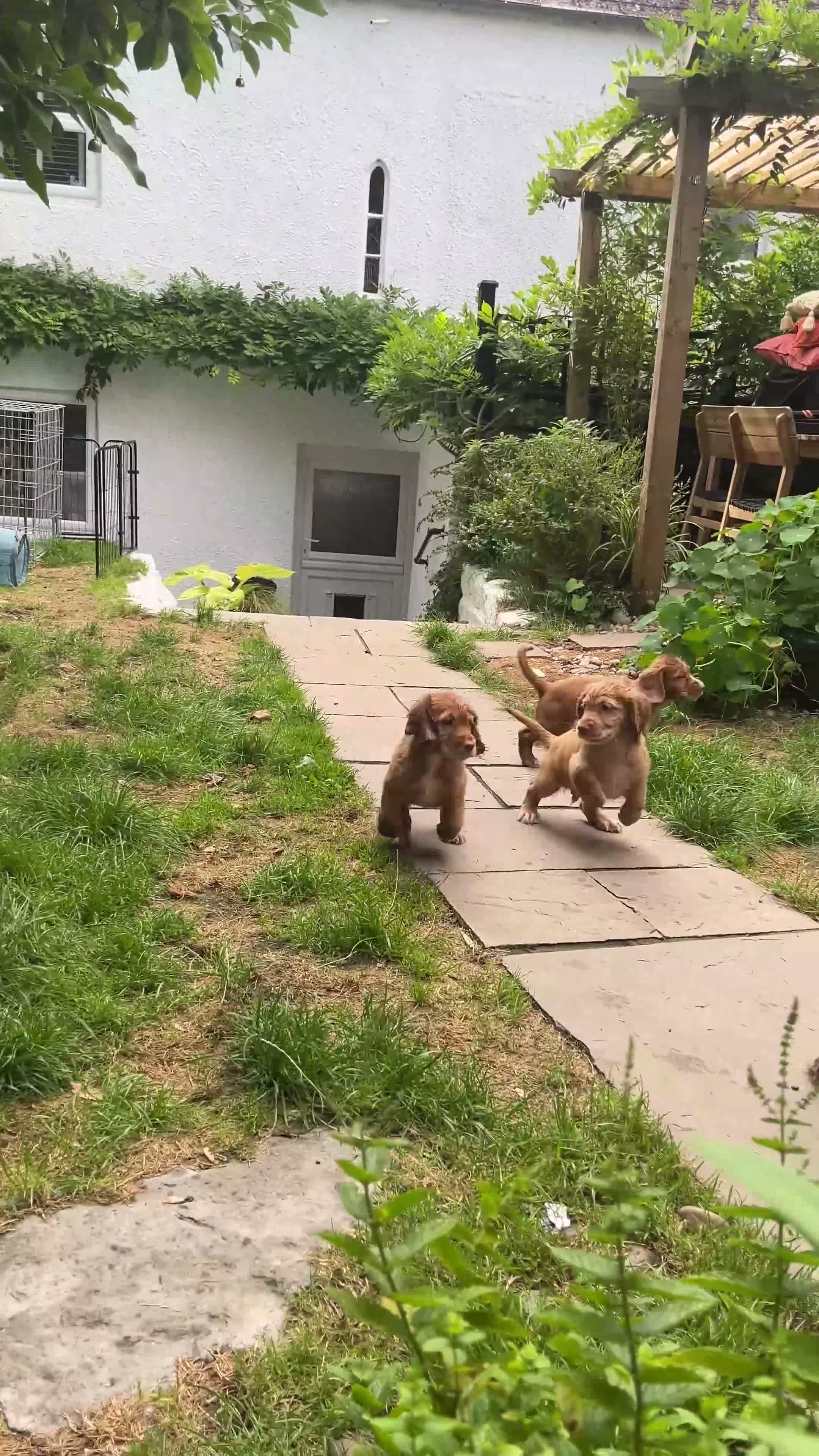 Cocker Spaniel dogs for sale: Last Puppy Available Calm Boy in Newton Abbot in Newton Abbot - Video 1
